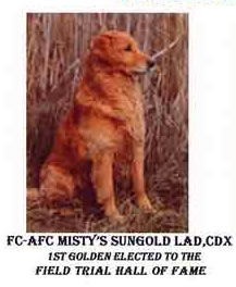 FC AFC Misty's Sungold Lad, CDX
