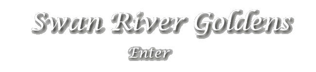 Swan River Goldens