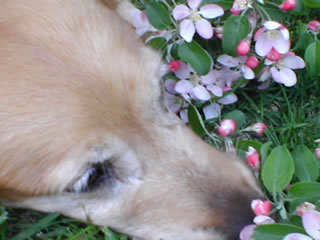 Peaches smelling the flowers